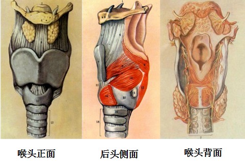 肺部呼出的气流,通过支气管,气管到达喉头,作用于声带,咽腔,口腔