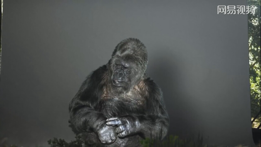 大猩猩手语呼吁人类保护地球